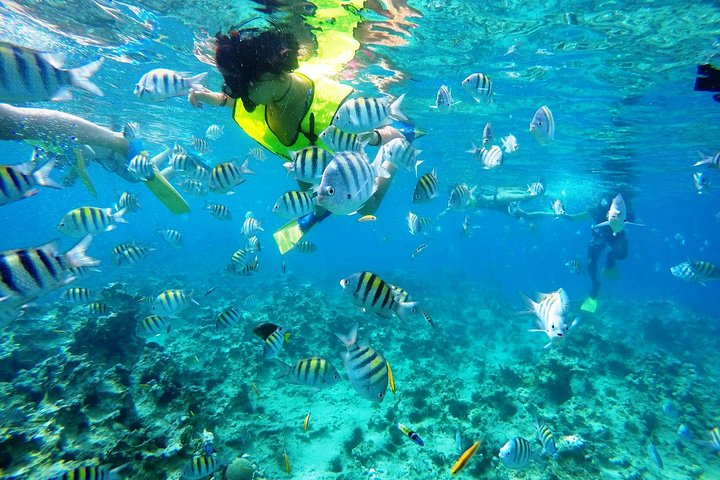 Snorkeling at Three Rocks